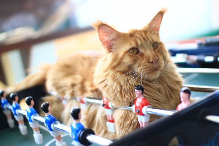 Какие породы кошек подойдут для меланхолика: есть из чего выбрать Мейн-кун