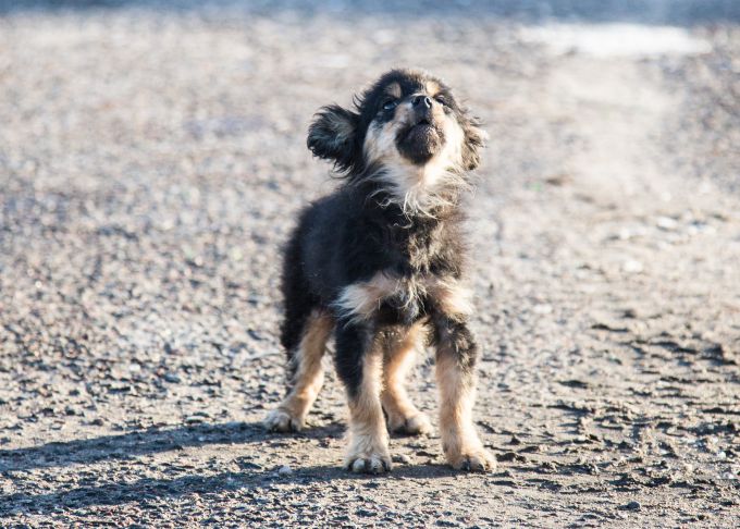 Собака Щенок