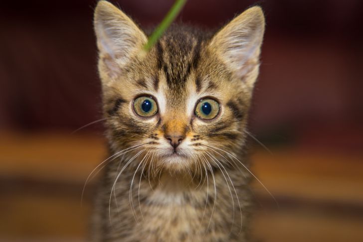 Как выбрать кличку для котенка: 10 самых отзывчивых примеров