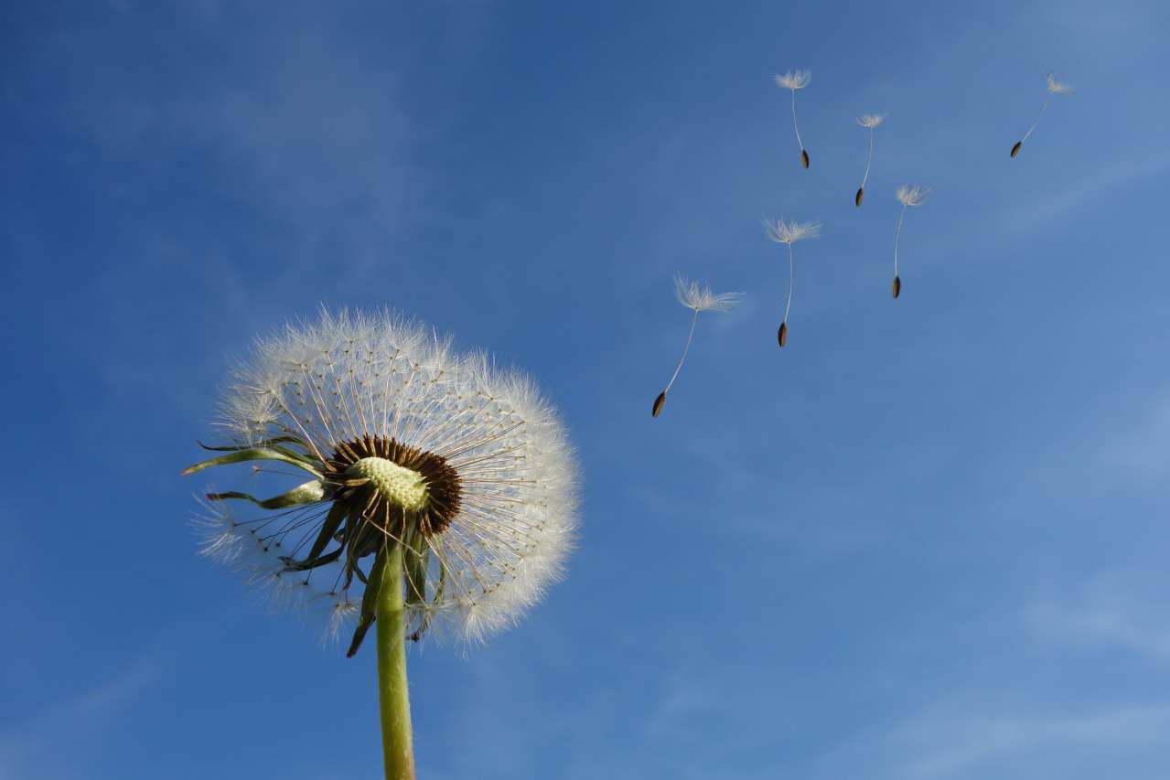 Tip of the Day: How to Get Rid of Dandelions in the Garden flower