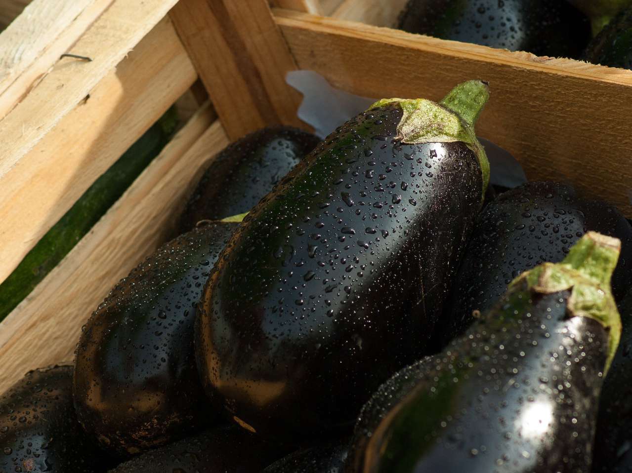 Expert Tips: How to Grow Eggplant vegetables