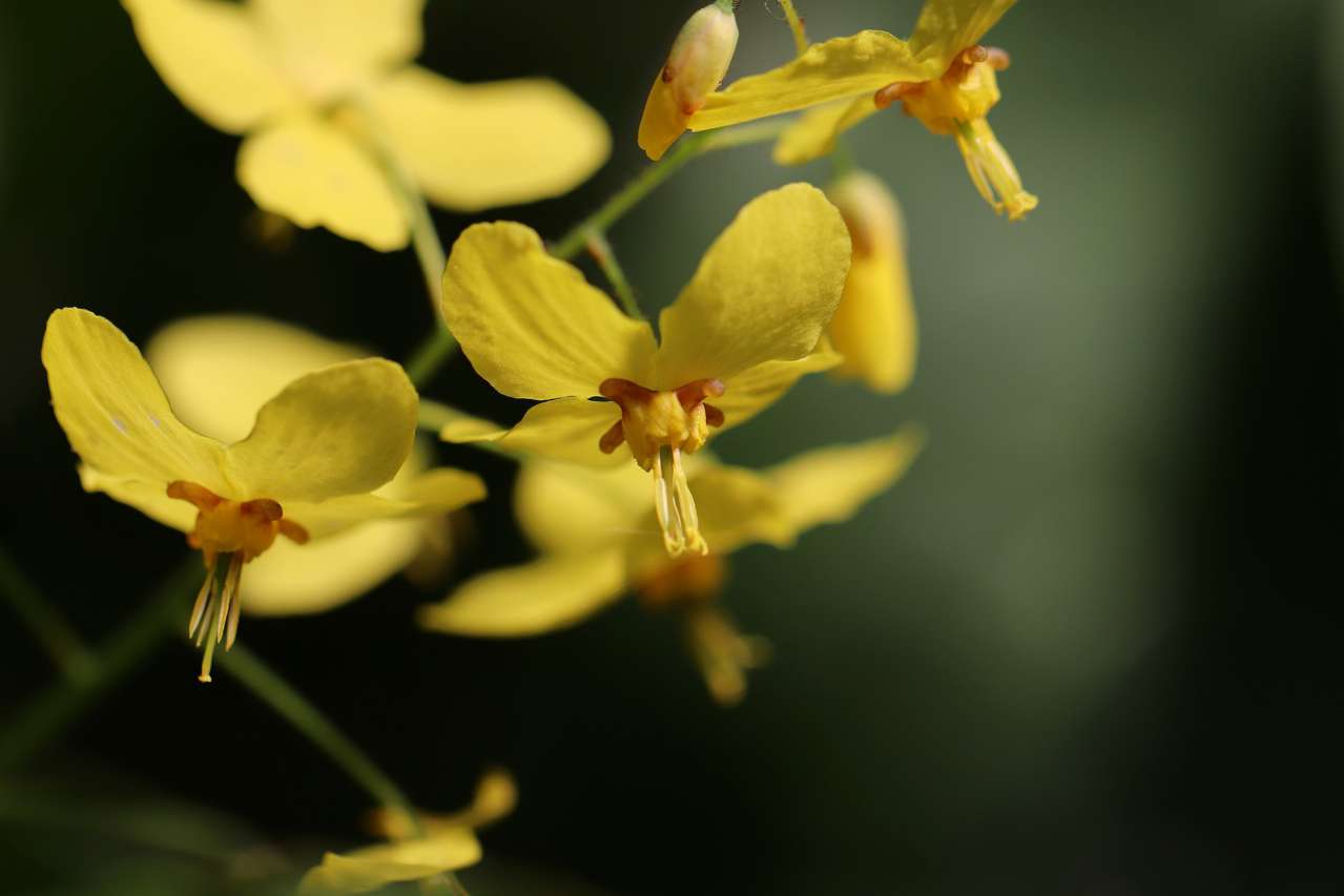 A Plant for a Shady Place in the Garden: How to Grow an Epimedium flowers