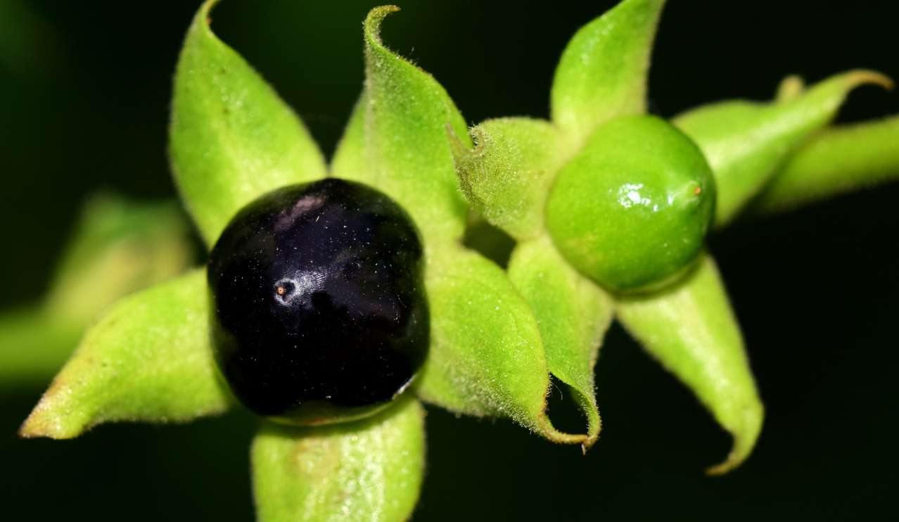 Toxic Plants: What is Belladonna and How to Spot It flower