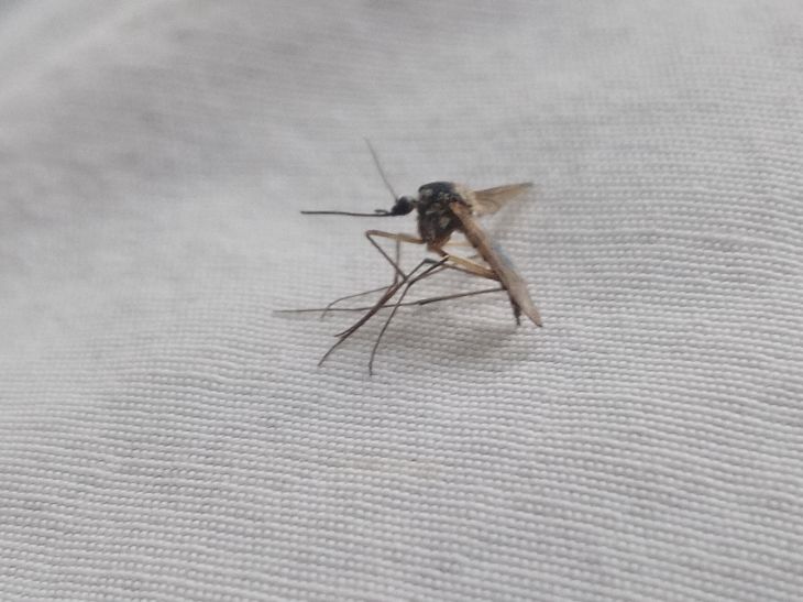Как спастись от комаров: надежный способ, о котором вы еще не знаете
