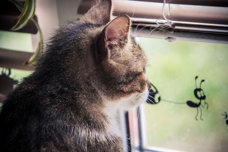 Почему кошки любят смотреть в окно и как правильно оборудовать место отдыха  рядом с ним: новости, кошки, питомцы, окна, причины, безопасность, домашние  животные