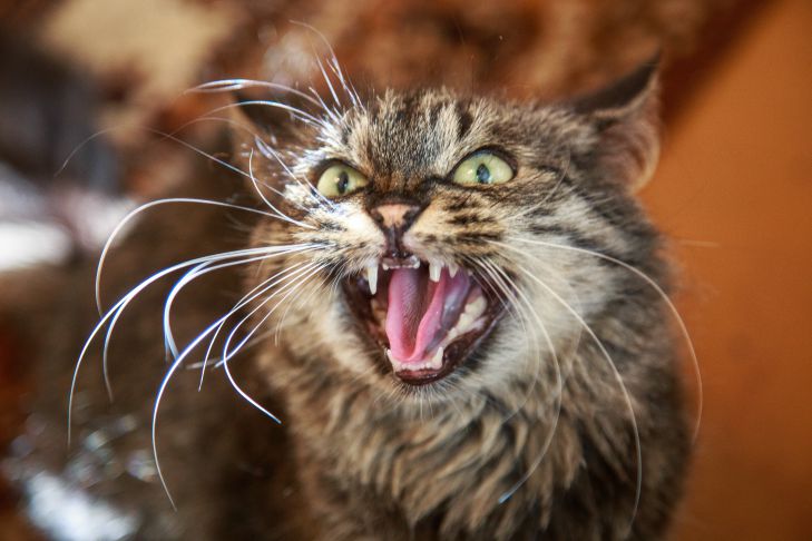 Почему кошка шипит: объяснение поведения животного в опасных ситуациях:  новости, кошки, питомцы, поведение, звук, опасность, домашние животные