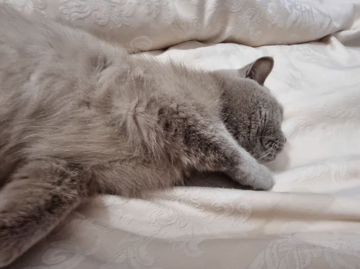 Почему кошка царапает лапой гладкие поверхности: 5 неожиданных причин Кот