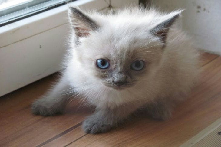 Кот или кошка: какого питомца выбрать для дома Котенок