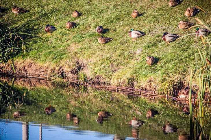 Народные приметы на 2 мая: что предвещает засушливое лето утки