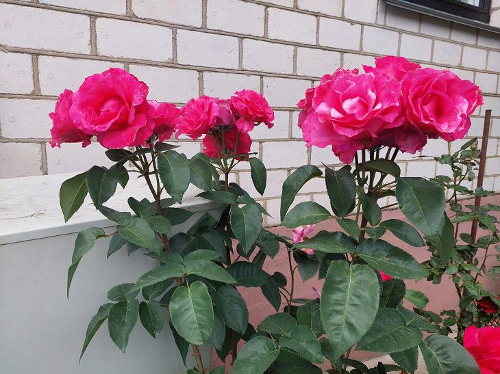 Секреты ухода за розами в саду: тонкости, о которых не знают даже заядлые цветоводы