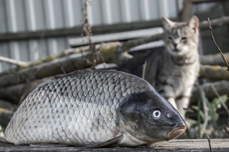 Рыба и кот