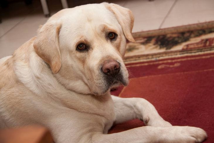 Если стресс – заведите собаку: как питомец поможет справиться с неприятным состоянием