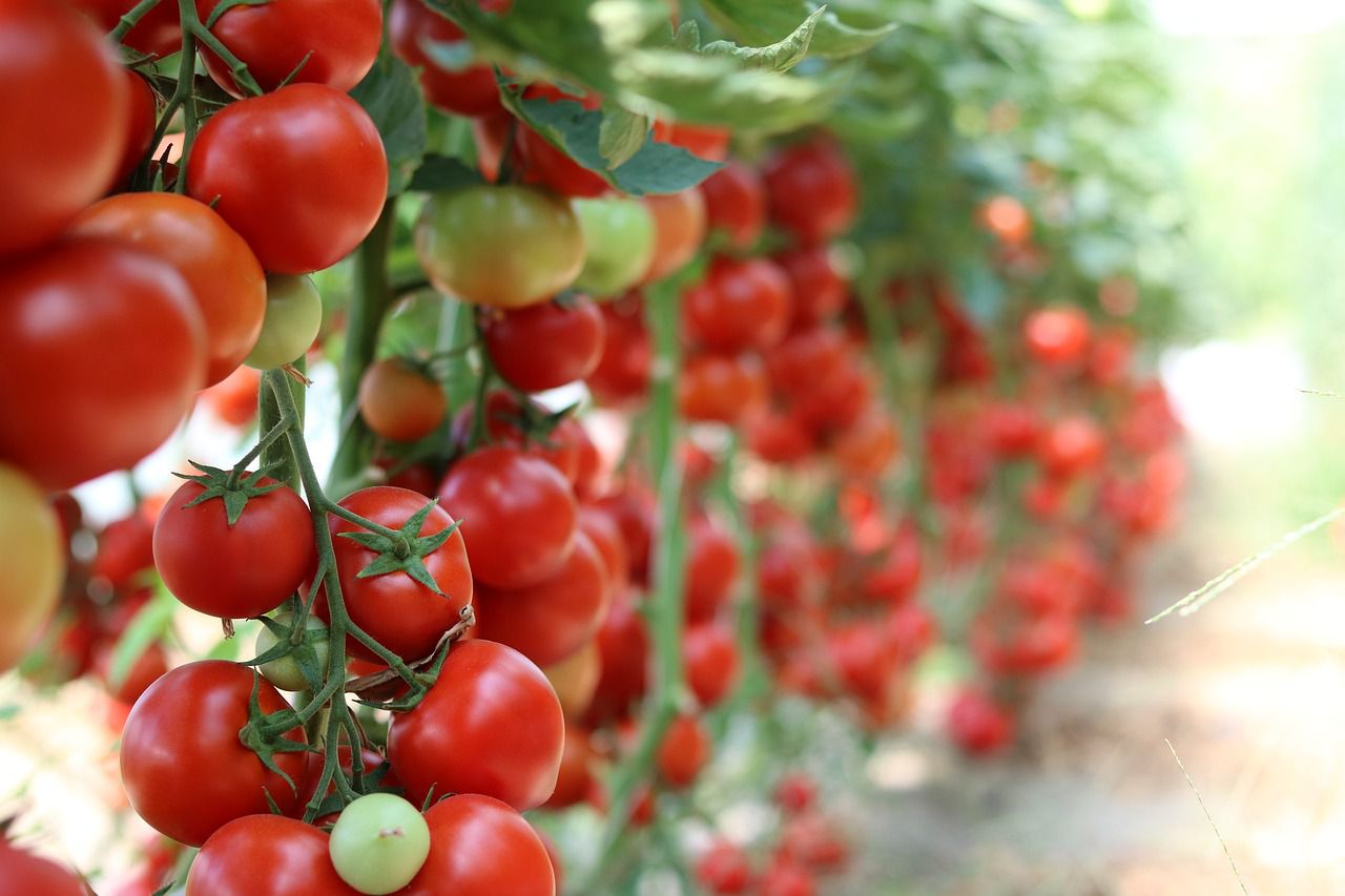 Why empty flowers form on tomatoes: Gardener's mistake tomatoes
