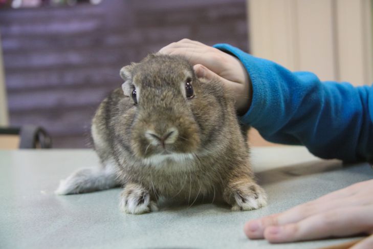 Как выбрать домашнее животное для ребенка: парочка важных моментов Кролик