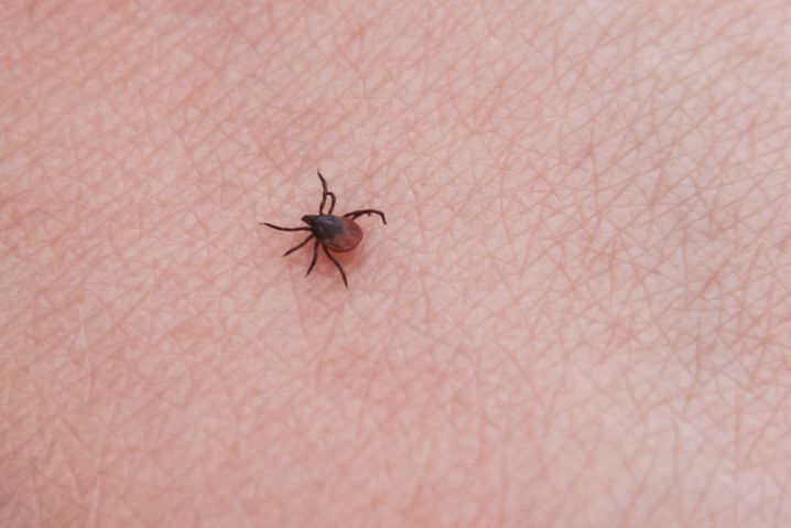 Названы парки и площадки Минска, где больше всего опасных клещей Клещ