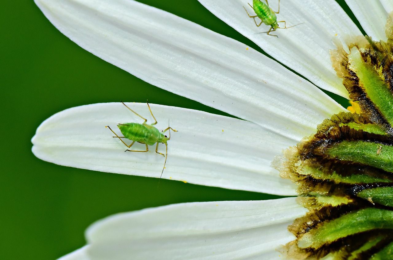 Aphid infestation: What garden plants suffer the most aphid