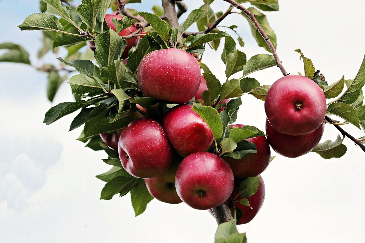How to store apples properly: Keep your harvest fresh apples