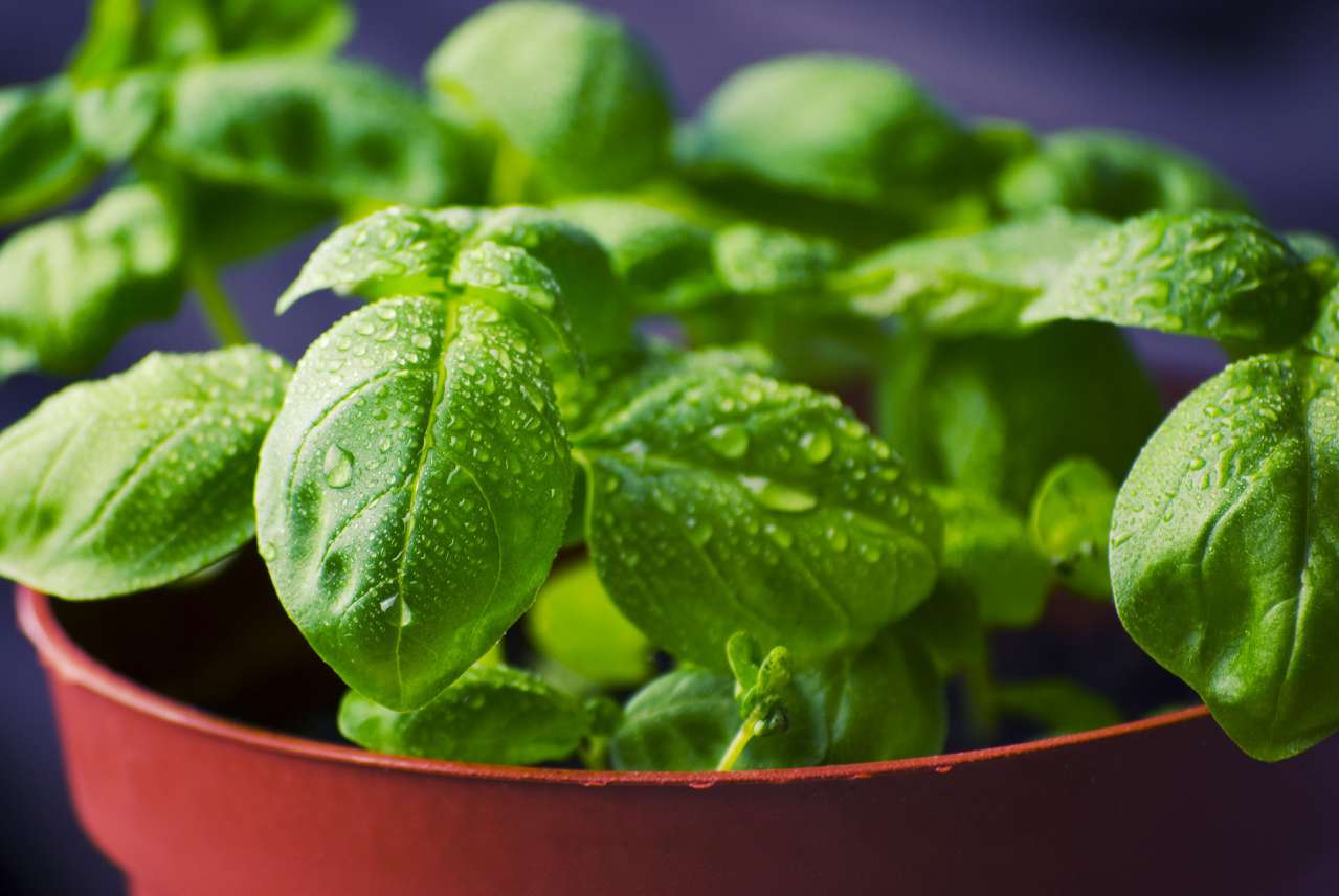 Useful Tips for Gardeners: How to Grow Basil Properly basil