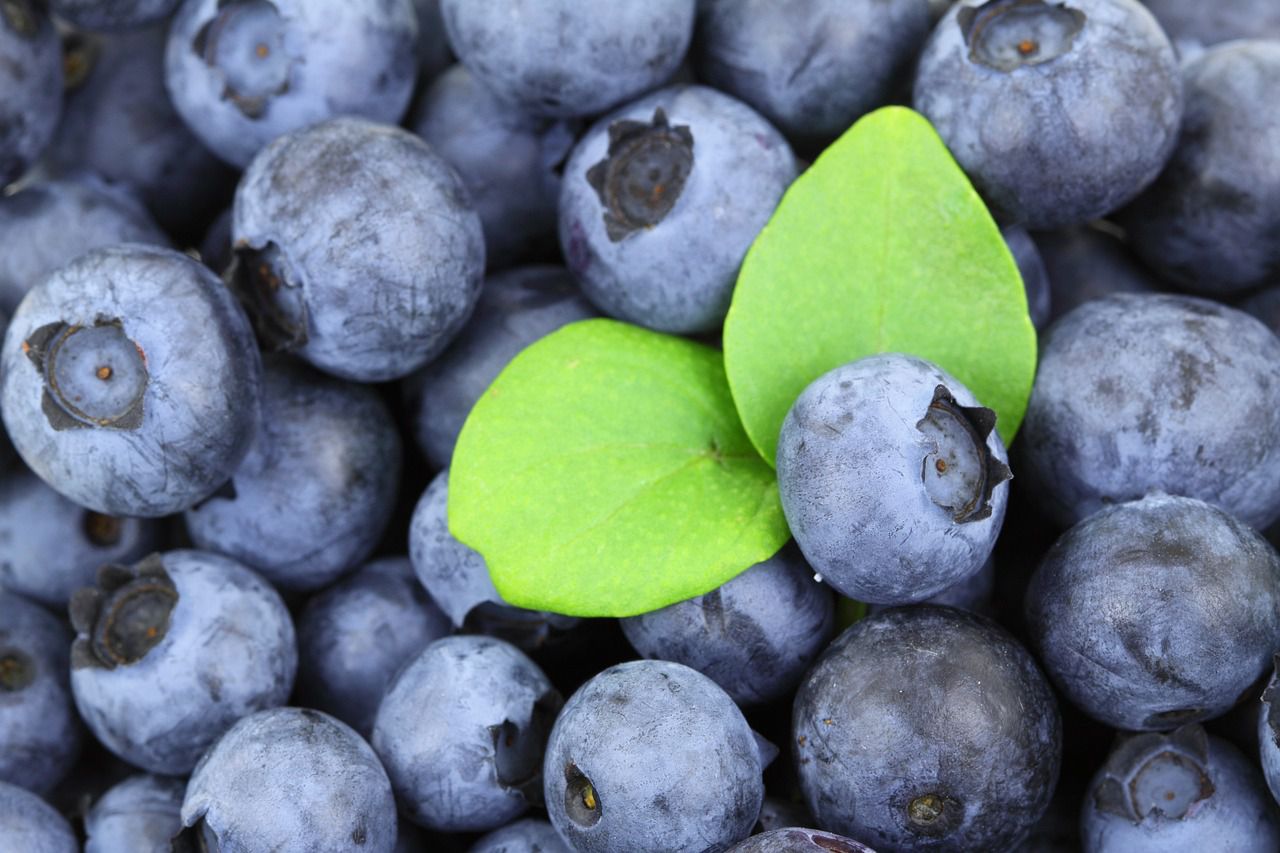 Growing blueberries: Cultivate a bountiful harvest blueberry