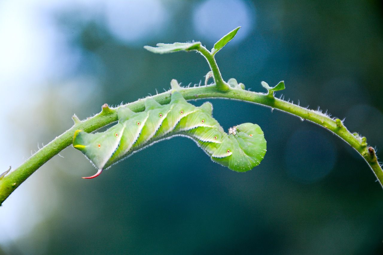 caterpillar