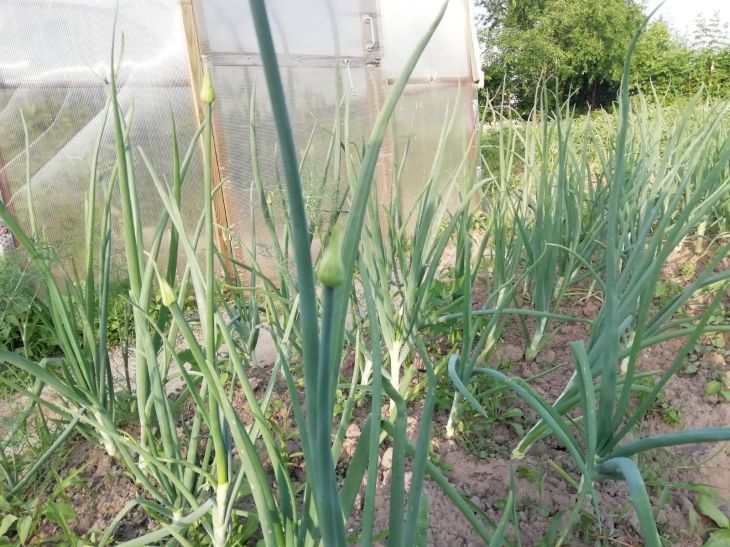 Вечный вопрос: выдёргивать или лучше обрезать чесночные стрелки чеснок