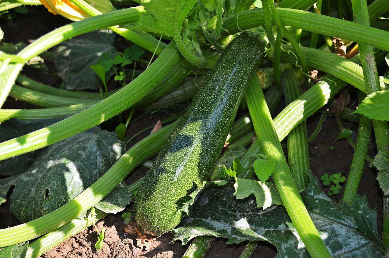 Tips for Gardeners: How to Grow and Care for Zucchini vegetable
