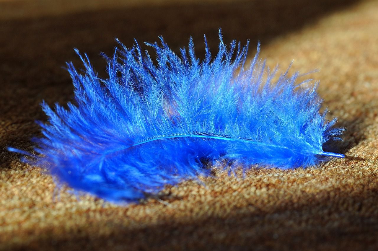 How to clean your carpets: Cleaning tips that work feather