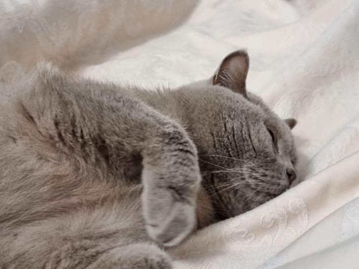 Кошка прячется под одеяло: норма или повод паниковать: новости, кошка, кошки,  коты, питомцы, животные, домашние животные