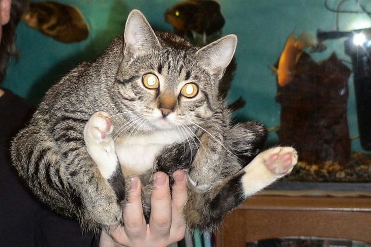 Какие приемы использует кошка, желая привлечь внимание хозяина: настоящий манипулятор Кот