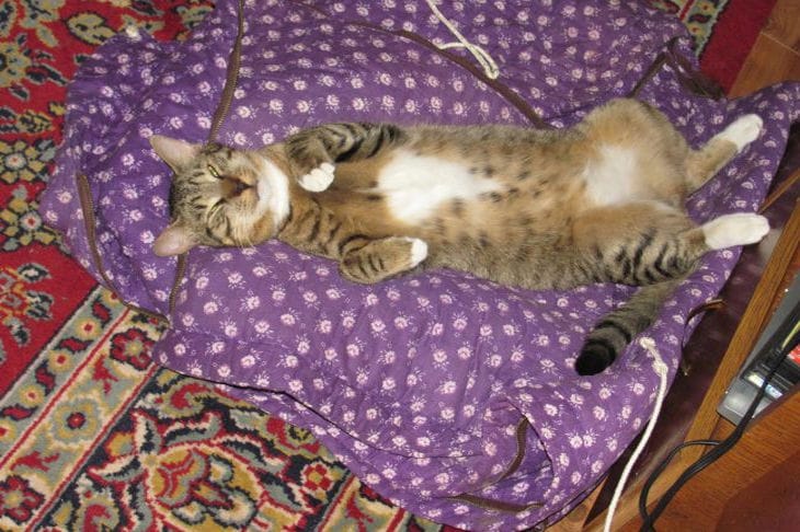 Зачем кошкам пылесос: этот лайфхак точно будет вам полезен Кот