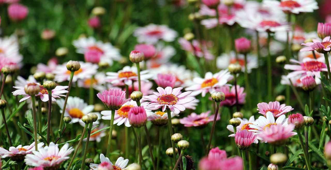 flowers