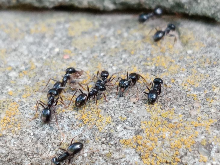 Всего один желток - полейте этим средством участок за 10 минут: муравьи и тля не побеспокоят