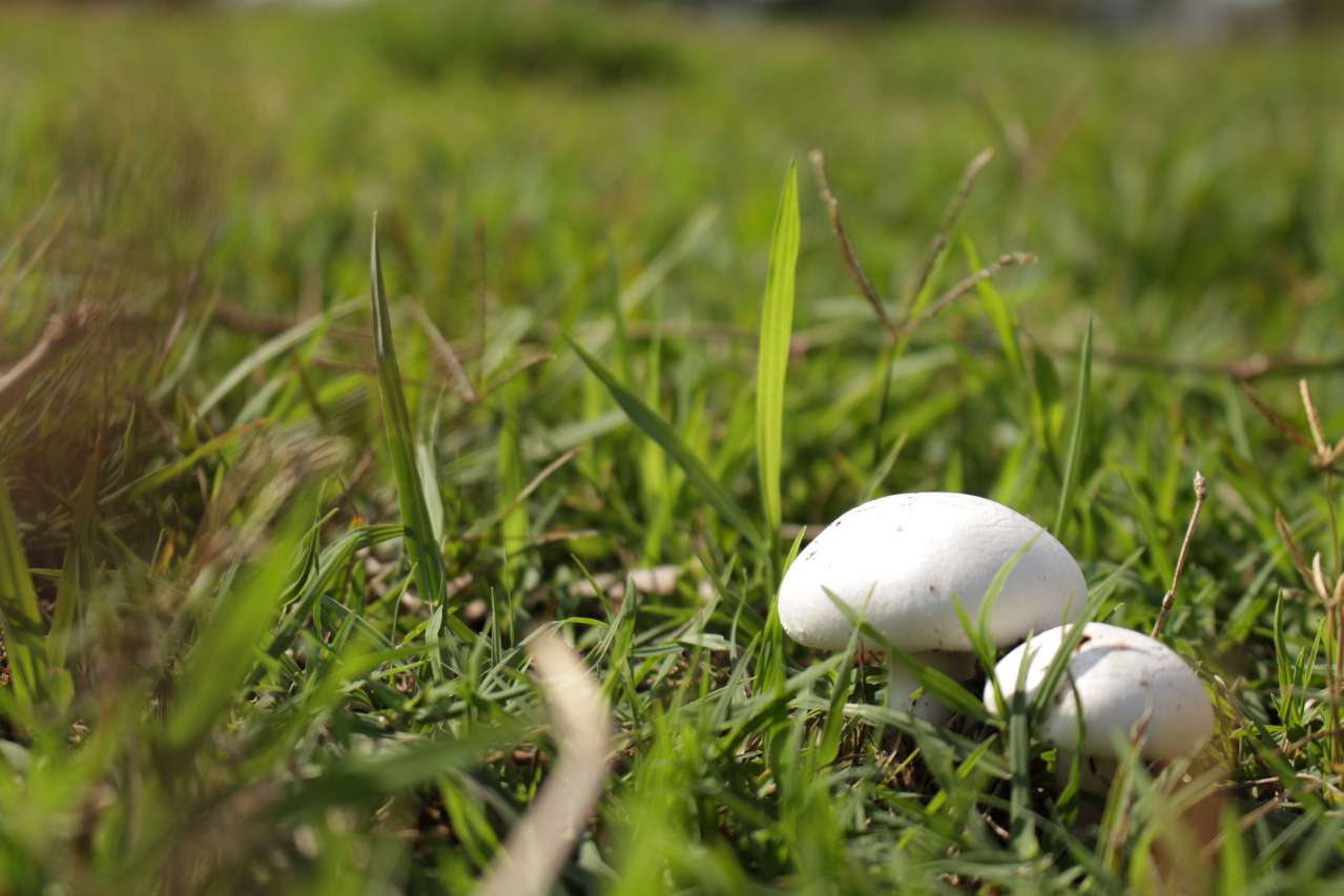 What to Plant in Your Garden: How to Grow Mushrooms mushrooms