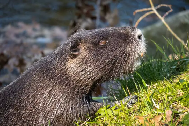 В Бобруйском районе бобер три дня терроризировал население поселка Бобер