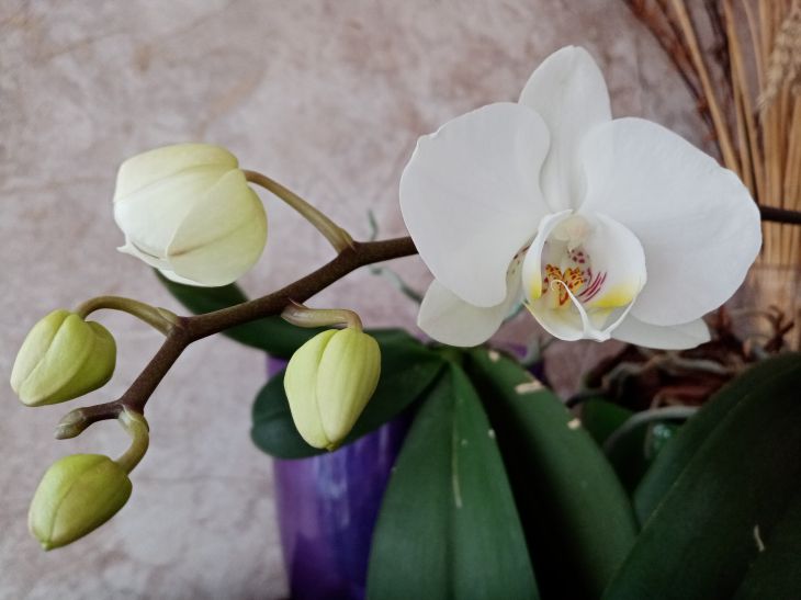 Цветы, орхидея