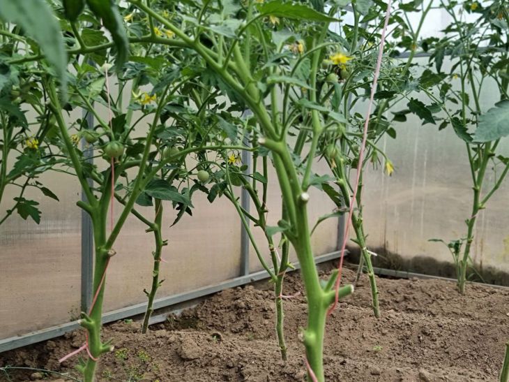 Этот популярный совет оставил дачников без урожая в прошлом сезоне: так нельзя поступать с огурцами и томатами Помидоры