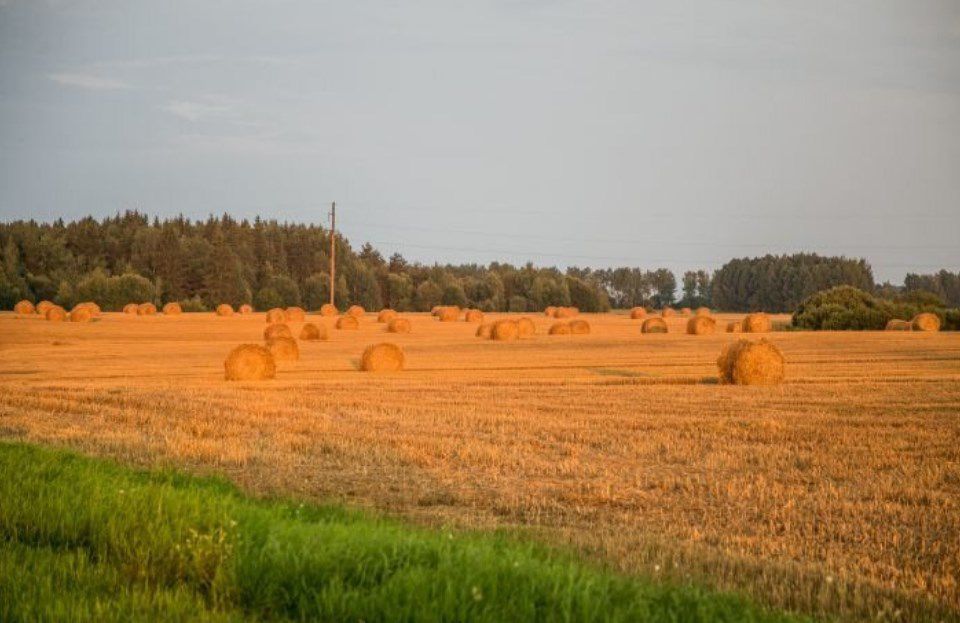 поле