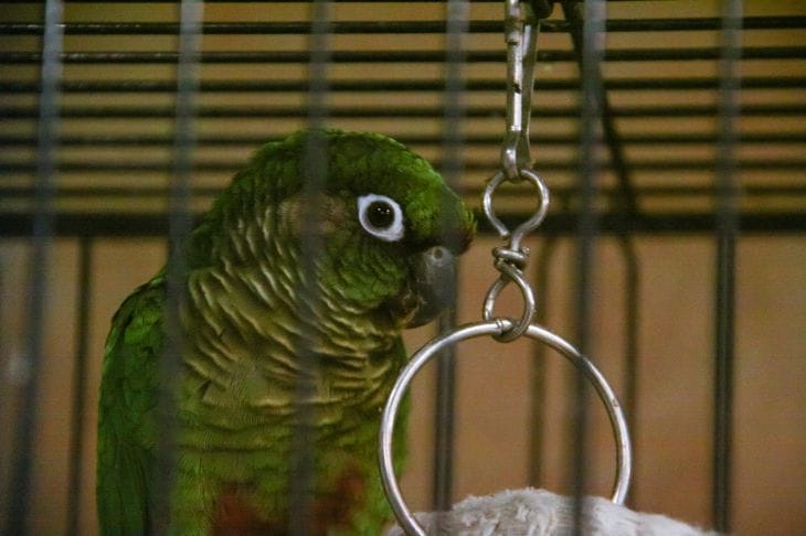 Почему нельзя ставить зеркало попугаю: невинный аксессуар несет в себе нешуточную опасность Попугай