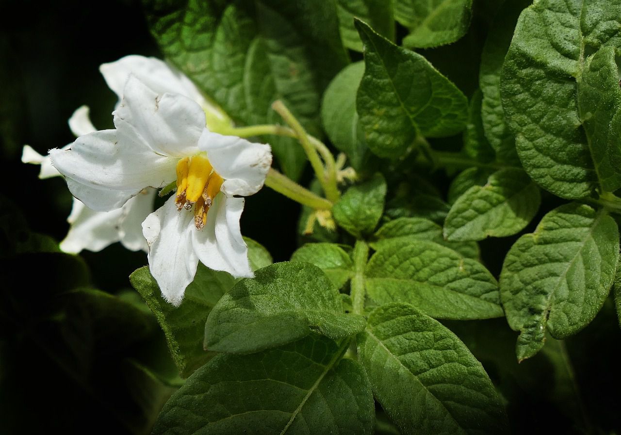 potato flower