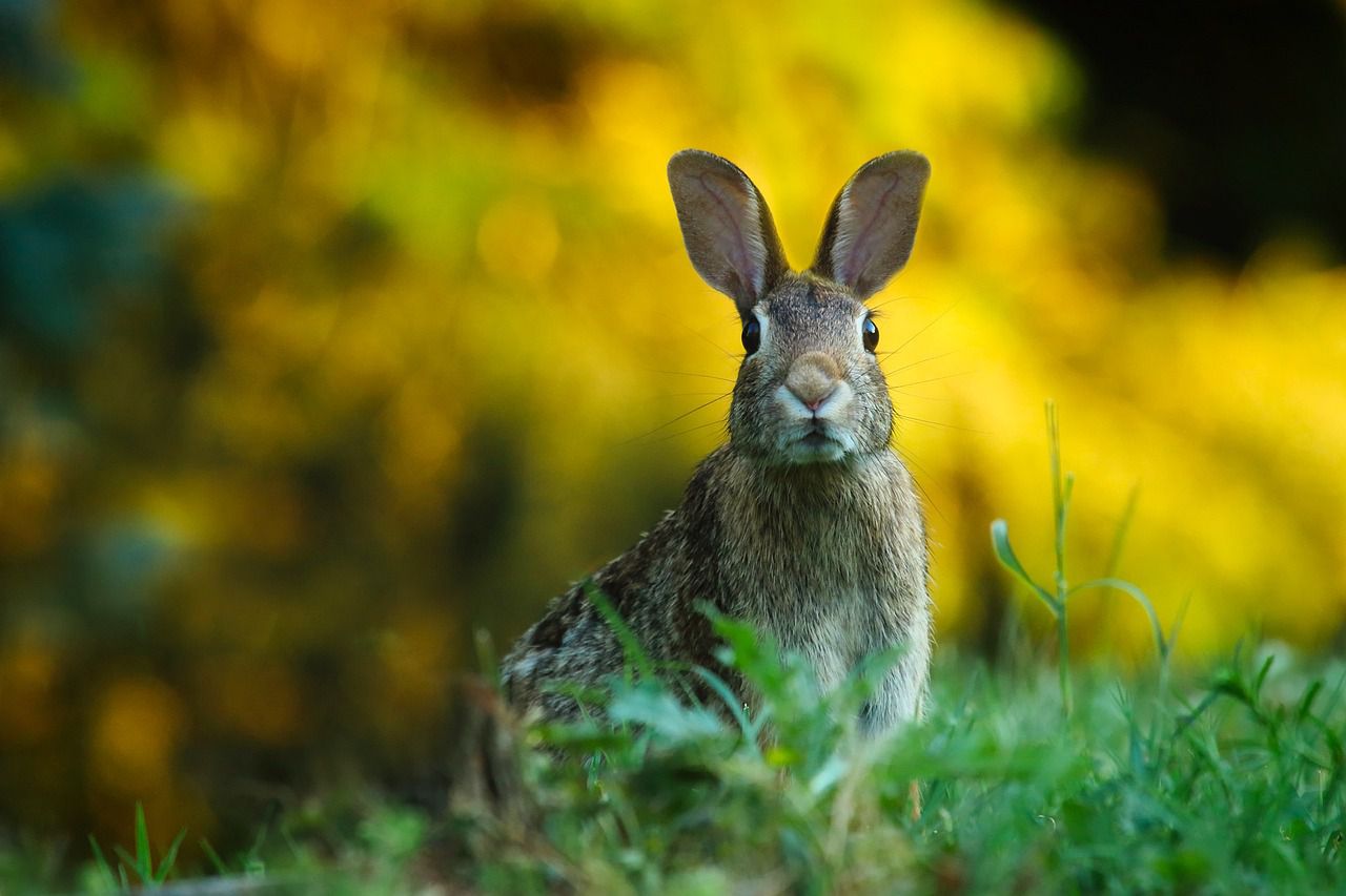 hare