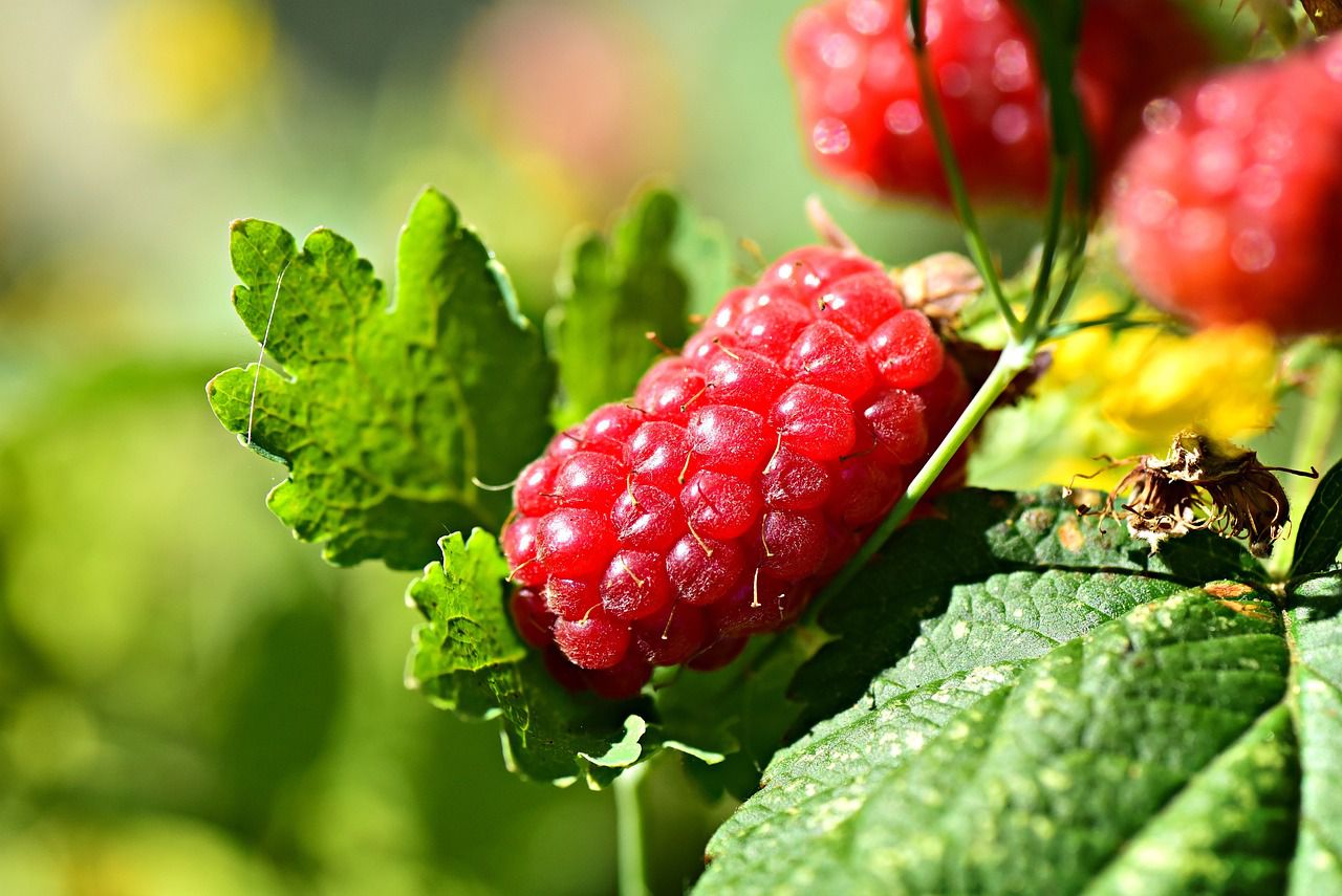 How to protect your raspberry plants from winter Make sure it won't be