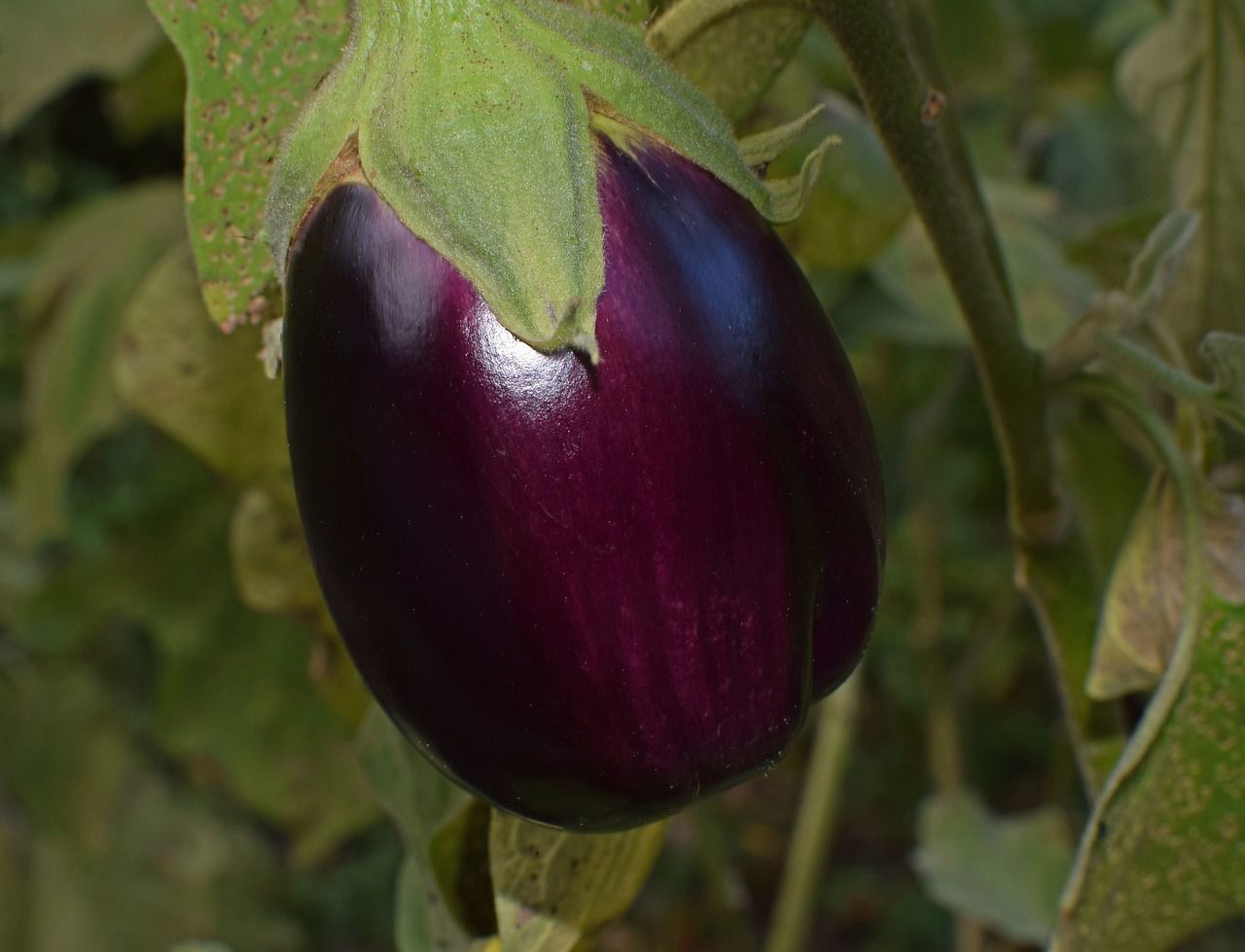 eggplants