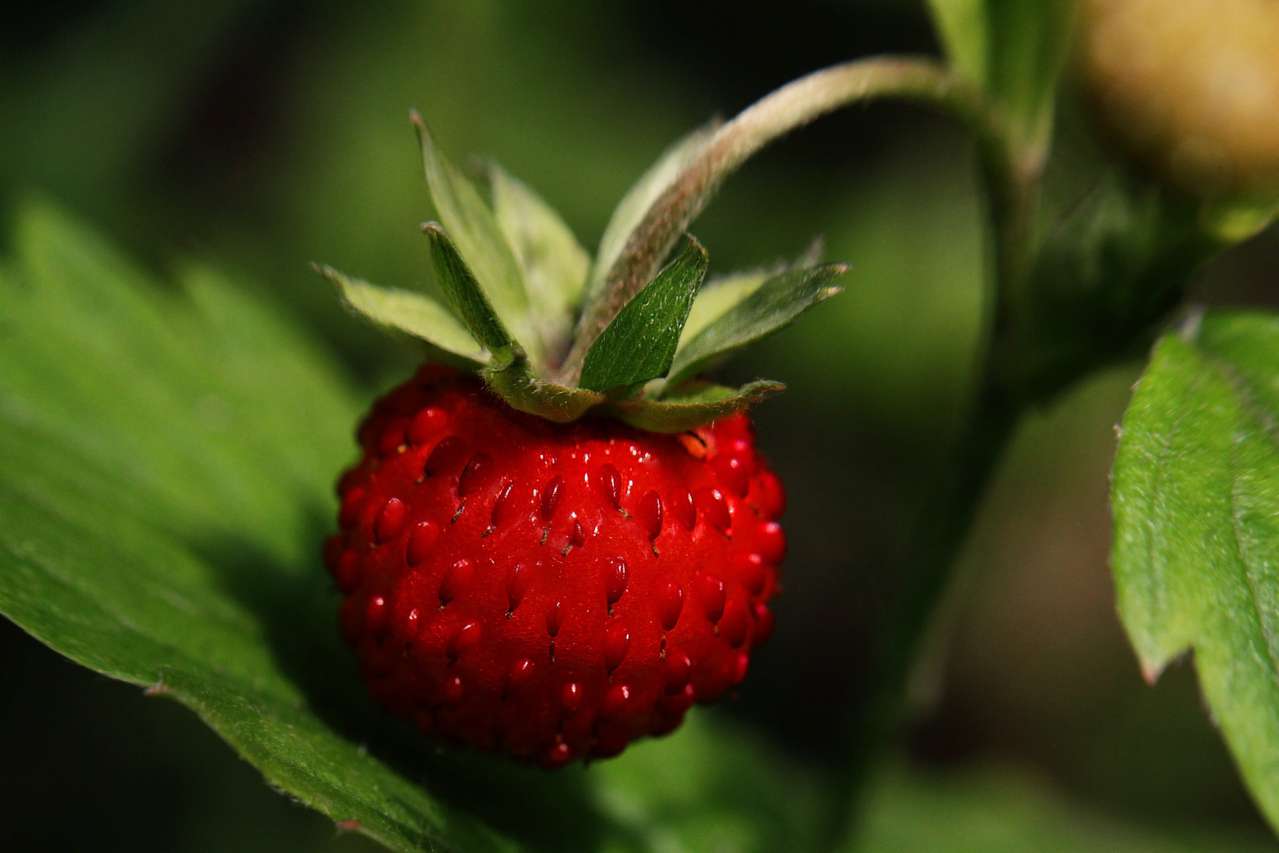 berries