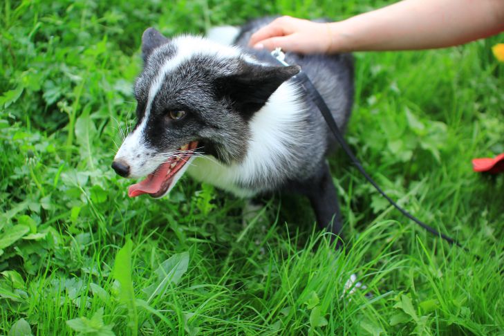 Почему собака облизывает руки человеку: эксперты назвали 3 возможные причины собака