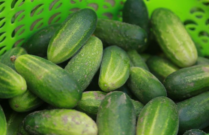 Почему огурцы выросли невкусными: названы 3 главные причины огурцы