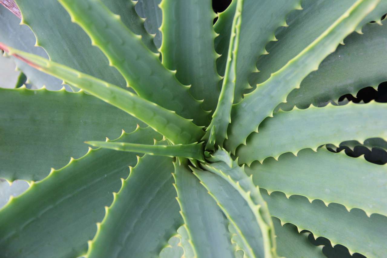 Houseplants: How to Grow and Care for Aloe plant