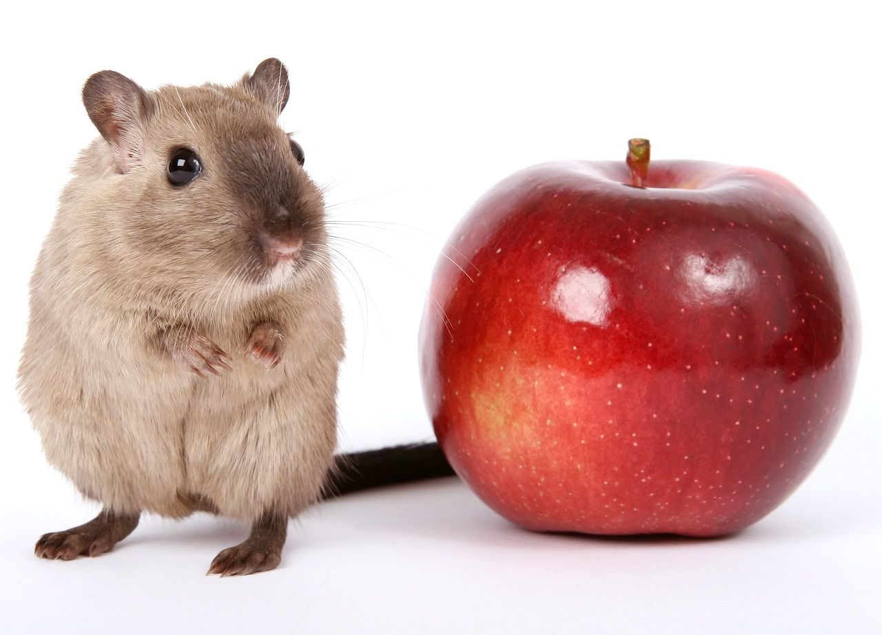 rat and apple
