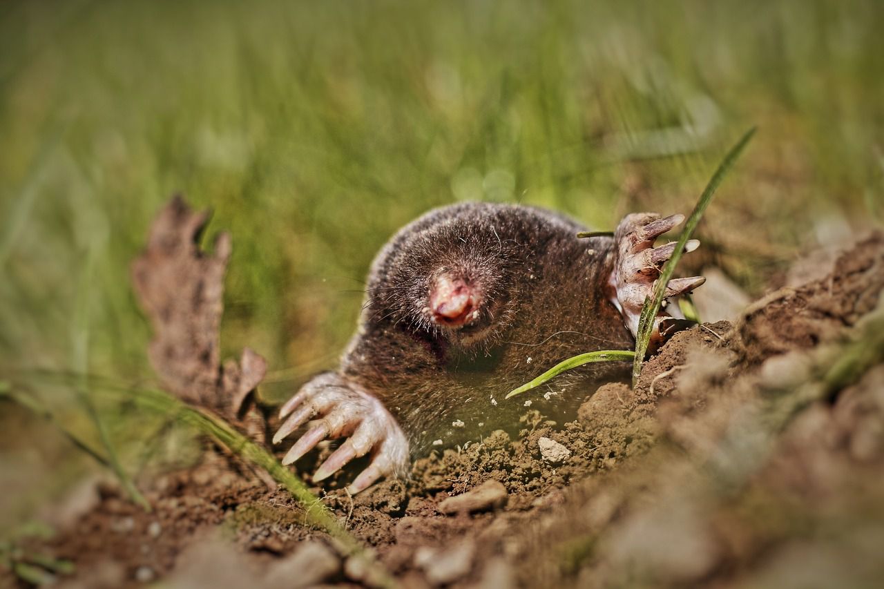 How to understand that you have moles in your garden: The main signs mole