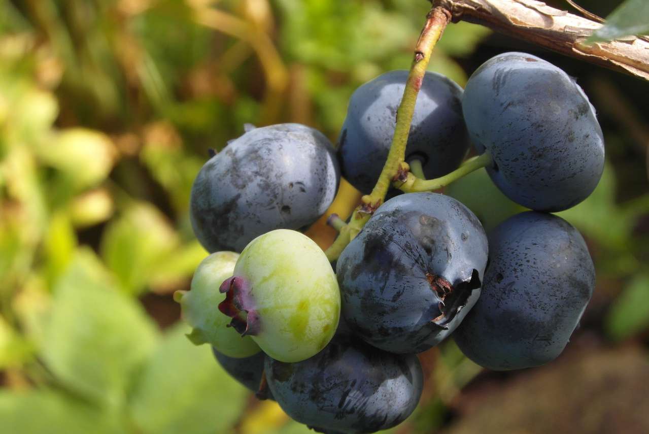 Gardening Secrets: How to Grow Blueberries in the Garden berries