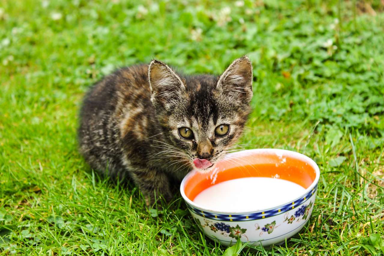 Important to know: Is it possible to give a cat dairy products animal